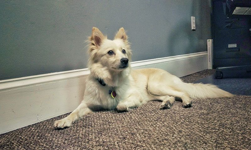 Advanta Medica’s rescued dog, Lucy, in our office in Haddonfield, NJ